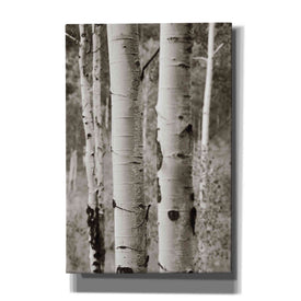 'Aspens II' by Debra Van Swearingen, Canvas Wall Art,12x18x1.1x0,18x26x1.1x0,26x40x1.74x0,40x60x1.74x0