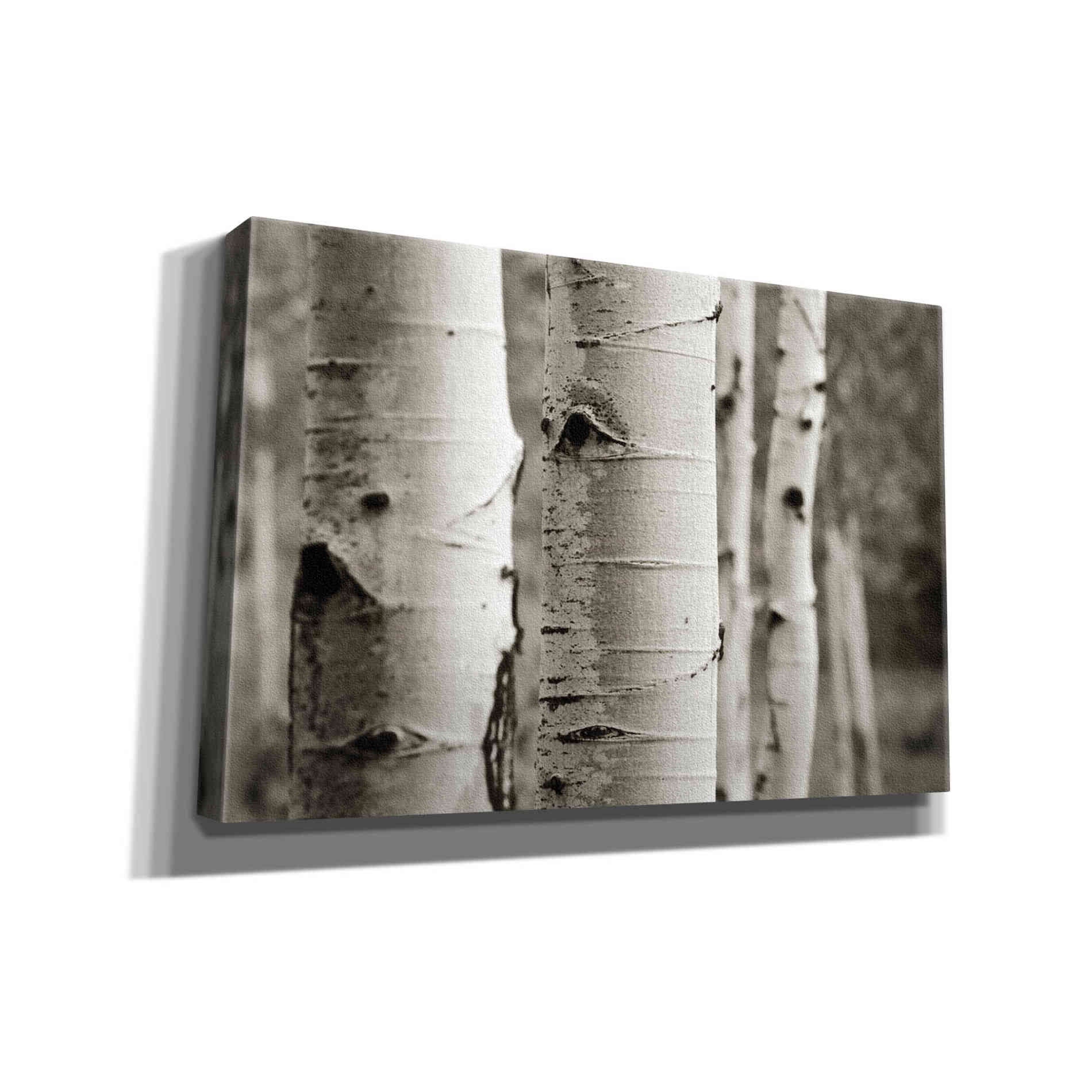 'Aspens III' by Debra Van Swearingen, Canvas Wall Art,18x12x1.1x0,26x18x1.1x0,40x26x1.74x0,60x40x1.74x0