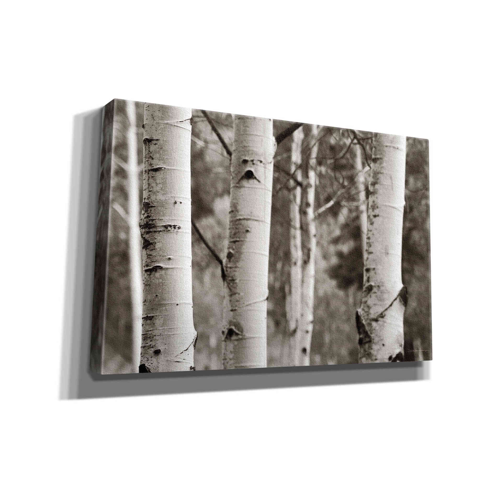 'Aspens IV' by Debra Van Swearingen, Canvas Wall Art,18x12x1.1x0,26x18x1.1x0,40x26x1.74x0,60x40x1.74x0