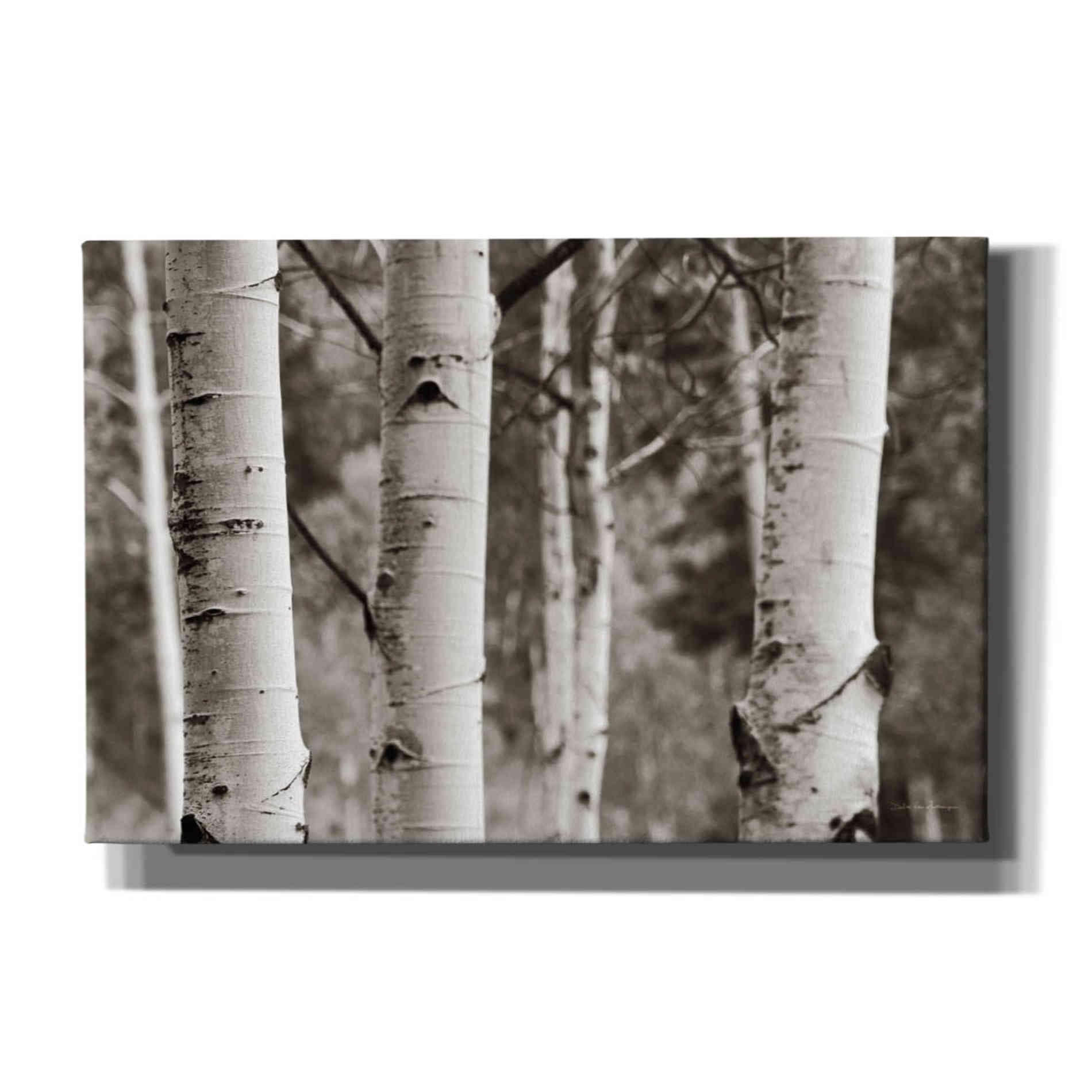 'Aspens IV' by Debra Van Swearingen, Canvas Wall Art,18x12x1.1x0,26x18x1.1x0,40x26x1.74x0,60x40x1.74x0