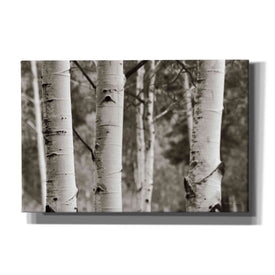 'Aspens IV' by Debra Van Swearingen, Canvas Wall Art,18x12x1.1x0,26x18x1.1x0,40x26x1.74x0,60x40x1.74x0