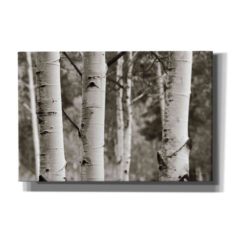 Image of 'Aspens IV' by Debra Van Swearingen, Canvas Wall Art,18x12x1.1x0,26x18x1.1x0,40x26x1.74x0,60x40x1.74x0