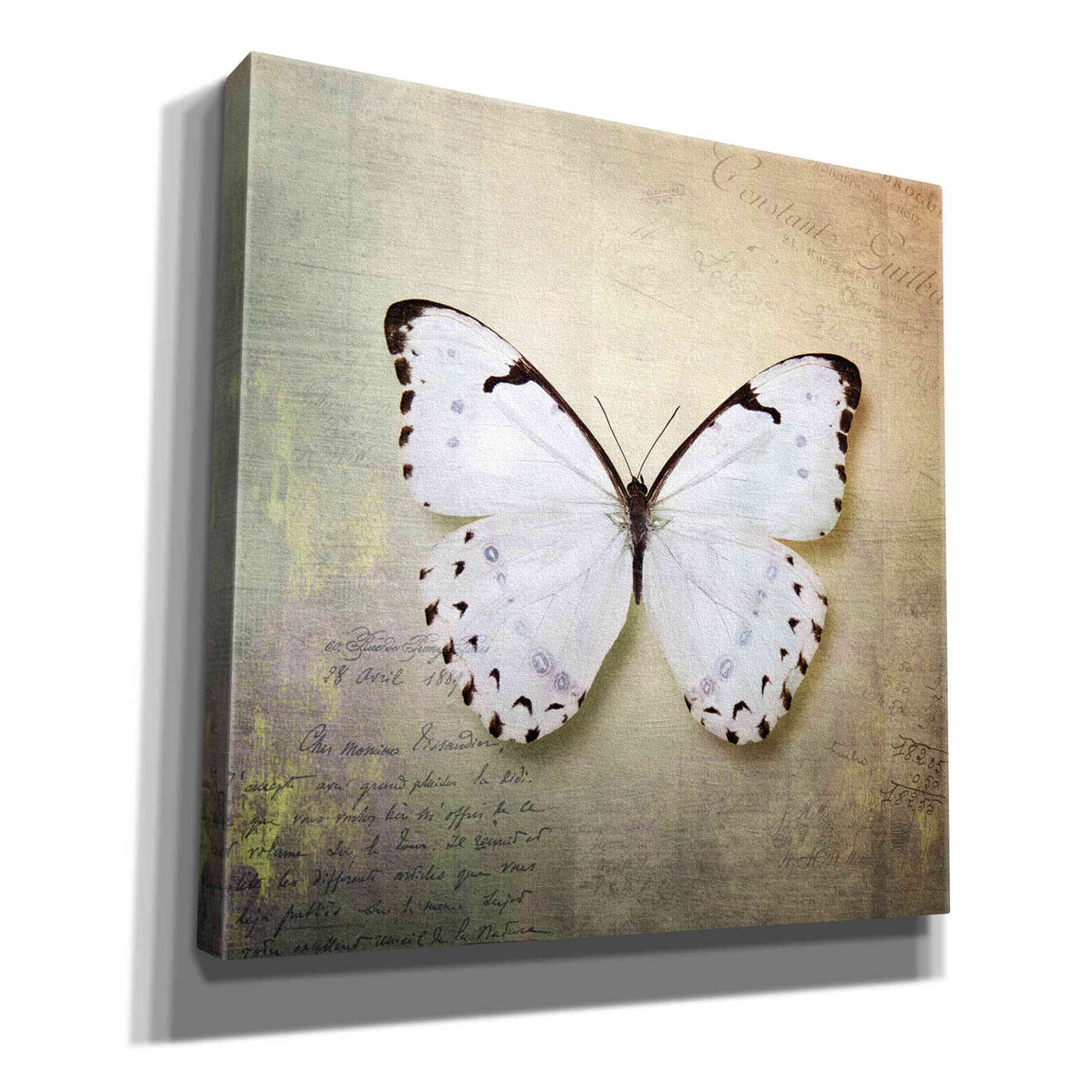 'French Butterfly II' by Debra Van Swearingen, Canvas Wall Art,12x12x1.1x0,18x18x1.1x0,26x26x1.74x0,37x37x1.74x0