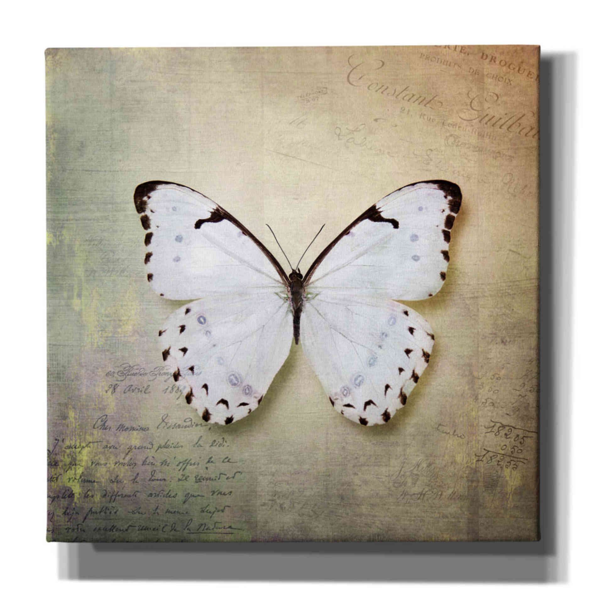 'French Butterfly II' by Debra Van Swearingen, Canvas Wall Art,12x12x1.1x0,18x18x1.1x0,26x26x1.74x0,37x37x1.74x0