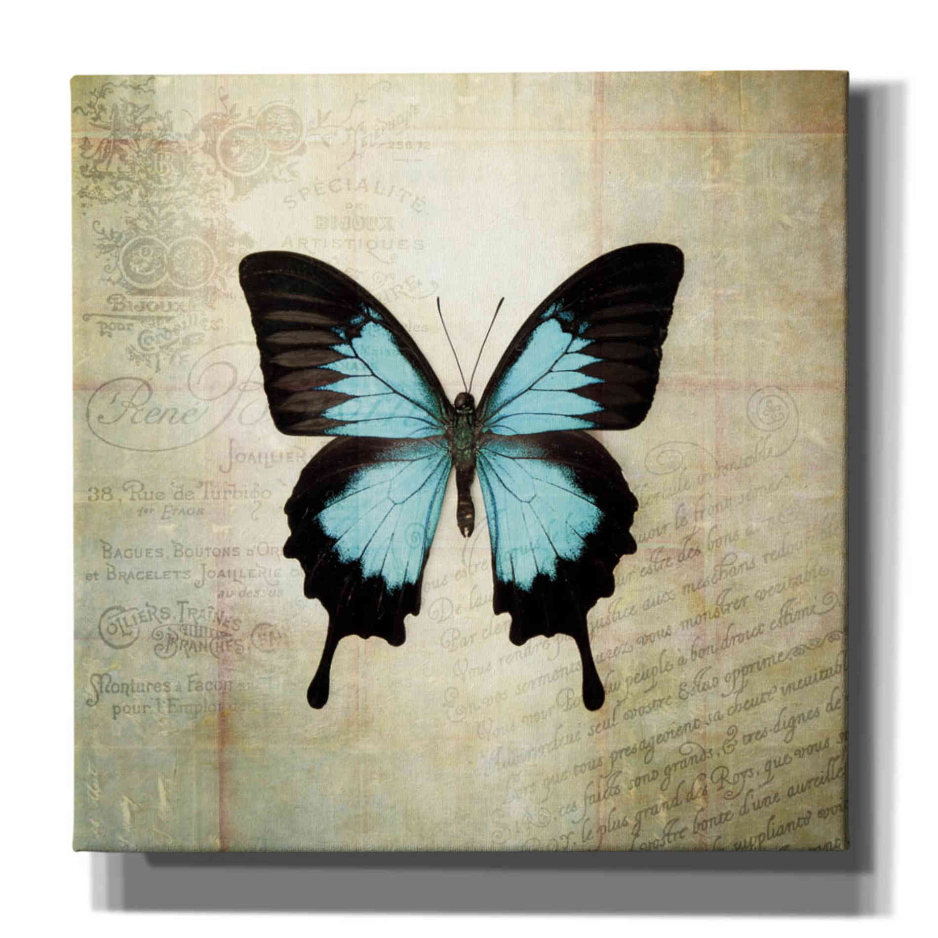 'French Butterfly III' by Debra Van Swearingen, Canvas Wall Art,12x12x1.1x0,18x18x1.1x0,26x26x1.74x0,37x37x1.74x0
