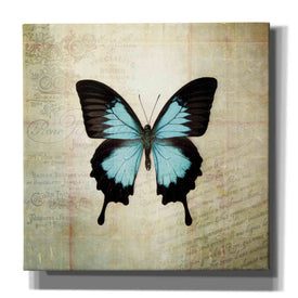 'French Butterfly III' by Debra Van Swearingen, Canvas Wall Art,12x12x1.1x0,18x18x1.1x0,26x26x1.74x0,37x37x1.74x0