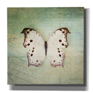 'French Butterfly IV' by Debra Van Swearingen, Canvas Wall Art,12x12x1.1x0,18x18x1.1x0,26x26x1.74x0,37x37x1.74x0