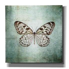 'French Butterfly V' by Debra Van Swearingen, Canvas Wall Art,12x12x1.1x0,18x18x1.1x0,26x26x1.74x0,37x37x1.74x0