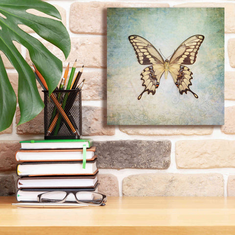 Image of 'French Butterfly VI' by Debra Van Swearingen, Canvas Wall Art,12 x 12