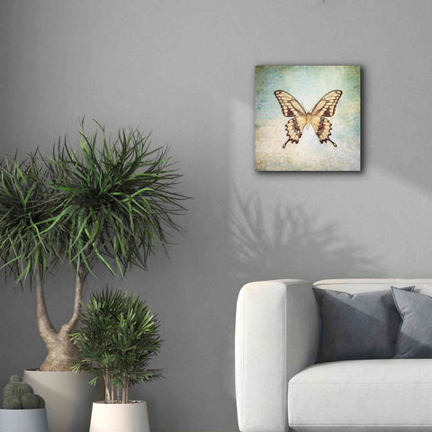 Image of 'French Butterfly VI' by Debra Van Swearingen, Canvas Wall Art,18 x 18