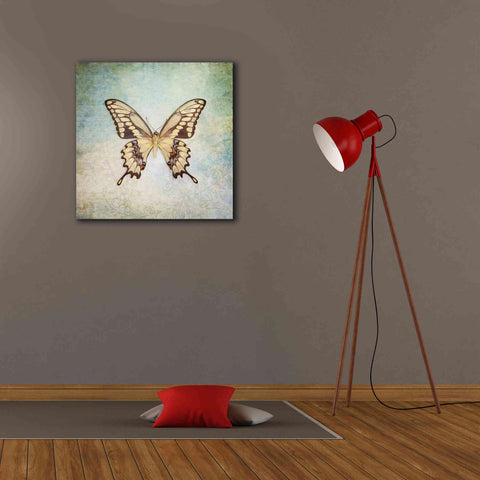 Image of 'French Butterfly VI' by Debra Van Swearingen, Canvas Wall Art,26 x 26