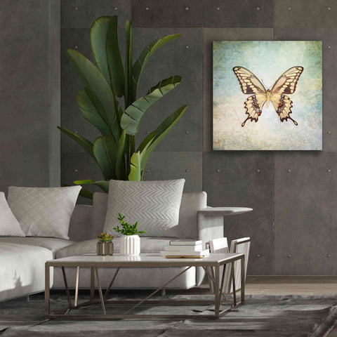 Image of 'French Butterfly VI' by Debra Van Swearingen, Canvas Wall Art,37 x 37