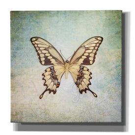 'French Butterfly VI' by Debra Van Swearingen, Canvas Wall Art,12x12x1.1x0,18x18x1.1x0,26x26x1.74x0,37x37x1.74x0