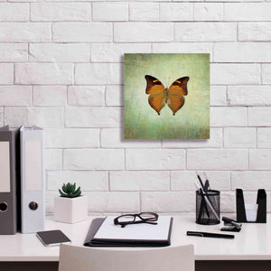 'French Butterfly VII' by Debra Van Swearingen, Canvas Wall Art,12 x 12