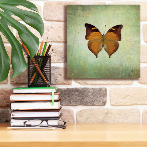 Image of 'French Butterfly VII' by Debra Van Swearingen, Canvas Wall Art,12 x 12