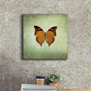'French Butterfly VII' by Debra Van Swearingen, Canvas Wall Art,18 x 18