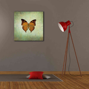 'French Butterfly VII' by Debra Van Swearingen, Canvas Wall Art,26 x 26