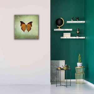'French Butterfly VII' by Debra Van Swearingen, Canvas Wall Art,26 x 26