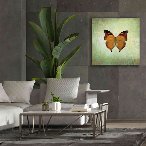 Image of 'French Butterfly VII' by Debra Van Swearingen, Canvas Wall Art,37 x 37