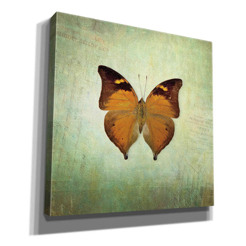 Image of 'French Butterfly VII' by Debra Van Swearingen, Canvas Wall Art,12x12x1.1x0,18x18x1.1x0,26x26x1.74x0,37x37x1.74x0