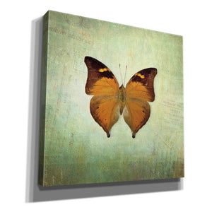 'French Butterfly VII' by Debra Van Swearingen, Canvas Wall Art,12x12x1.1x0,18x18x1.1x0,26x26x1.74x0,37x37x1.74x0