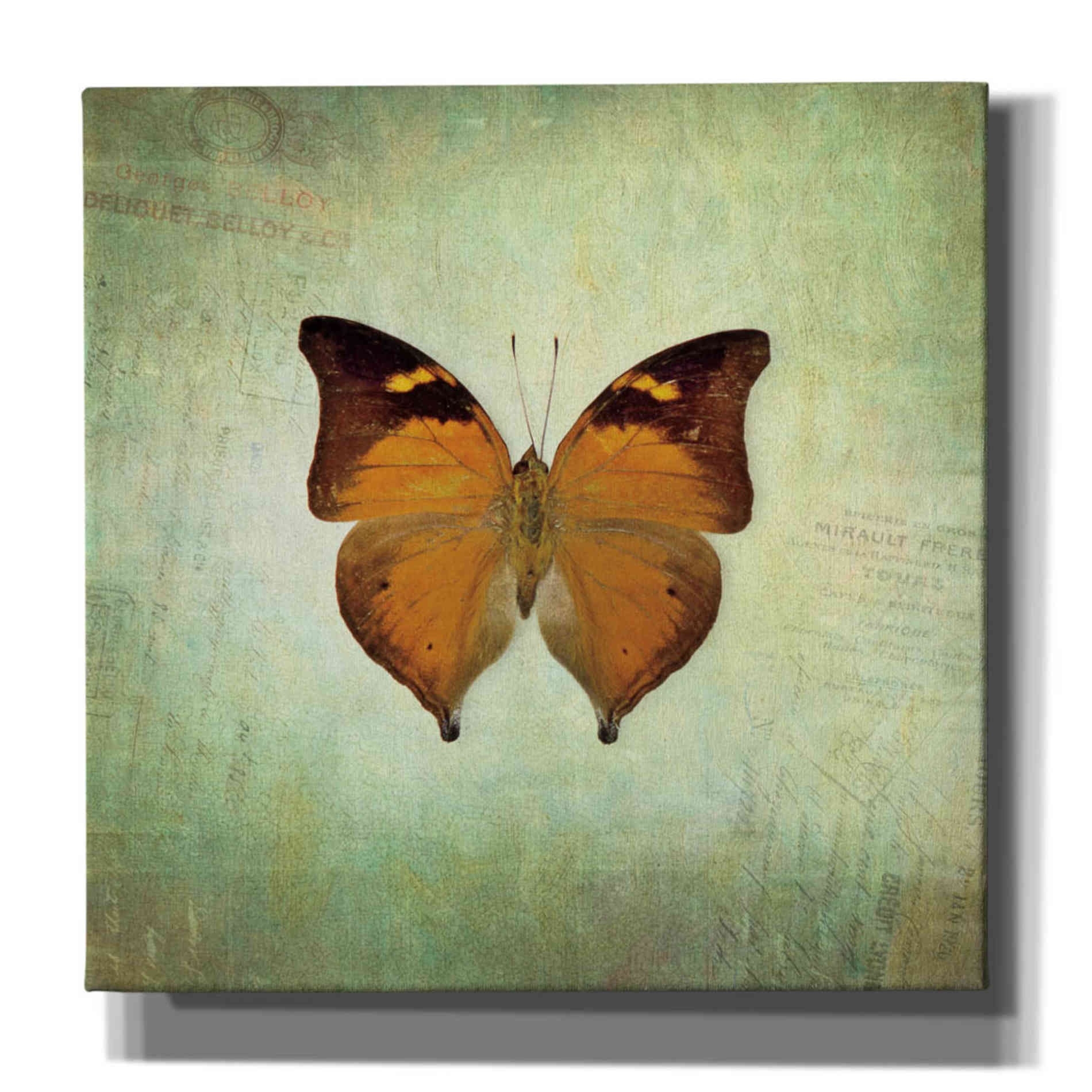 'French Butterfly VII' by Debra Van Swearingen, Canvas Wall Art,12x12x1.1x0,18x18x1.1x0,26x26x1.74x0,37x37x1.74x0