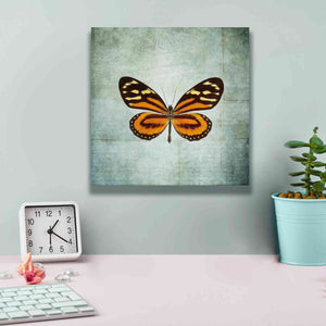 'French Butterfly VIII' by Debra Van Swearingen, Canvas Wall Art,12 x 12