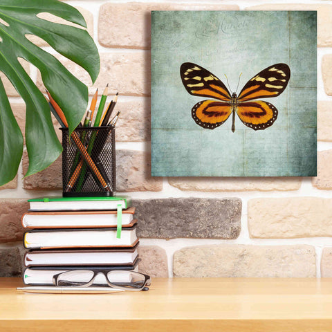 Image of 'French Butterfly VIII' by Debra Van Swearingen, Canvas Wall Art,12 x 12