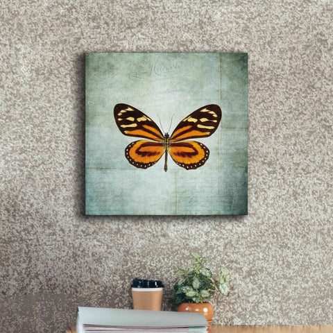 Image of 'French Butterfly VIII' by Debra Van Swearingen, Canvas Wall Art,18 x 18