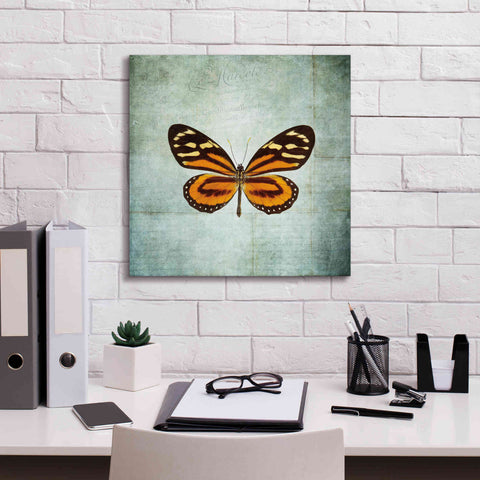 Image of 'French Butterfly VIII' by Debra Van Swearingen, Canvas Wall Art,18 x 18