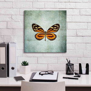 'French Butterfly VIII' by Debra Van Swearingen, Canvas Wall Art,18 x 18