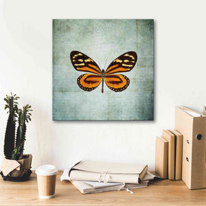 'French Butterfly VIII' by Debra Van Swearingen, Canvas Wall Art,18 x 18