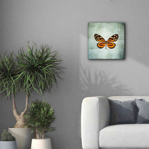 'French Butterfly VIII' by Debra Van Swearingen, Canvas Wall Art,18 x 18