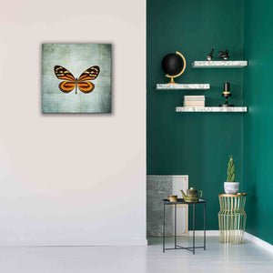 'French Butterfly VIII' by Debra Van Swearingen, Canvas Wall Art,26 x 26
