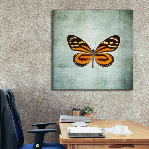 Image of 'French Butterfly VIII' by Debra Van Swearingen, Canvas Wall Art,37 x 37
