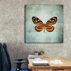 'French Butterfly VIII' by Debra Van Swearingen, Canvas Wall Art,37 x 37