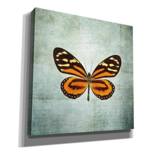 'French Butterfly VIII' by Debra Van Swearingen, Canvas Wall Art,12x12x1.1x0,18x18x1.1x0,26x26x1.74x0,37x37x1.74x0