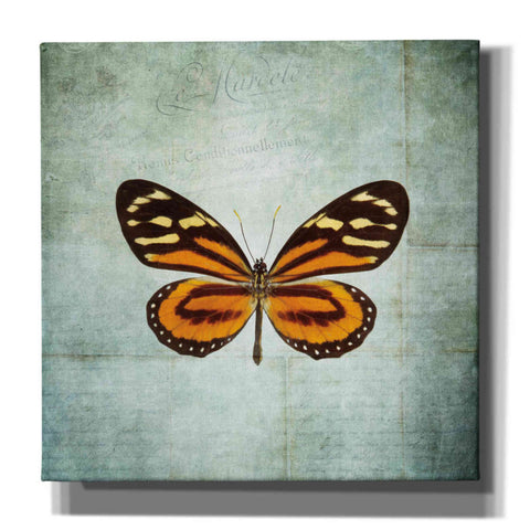 Image of 'French Butterfly VIII' by Debra Van Swearingen, Canvas Wall Art,12x12x1.1x0,18x18x1.1x0,26x26x1.74x0,37x37x1.74x0