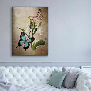 'Butterfly Botanical II' by Debra Van Swearingen, Canvas Wall Art,40 x 54