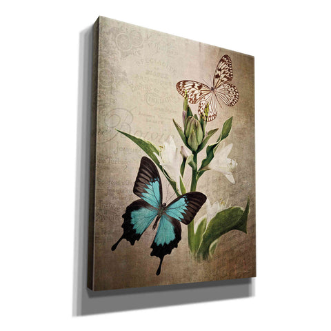 Image of 'Butterfly Botanical II' by Debra Van Swearingen, Canvas Wall Art,12x16x1.1x0,20x24x1.1x0,26x30x1.74x0,40x54x1.74x0
