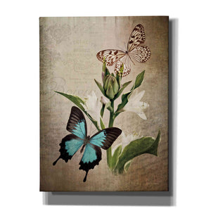 'Butterfly Botanical II' by Debra Van Swearingen, Canvas Wall Art,12x16x1.1x0,20x24x1.1x0,26x30x1.74x0,40x54x1.74x0