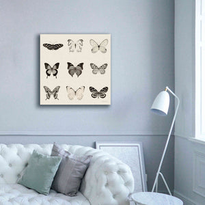 'Butterfly BW 9 Patch' by Debra Van Swearingen, Canvas Wall Art,37 x 37