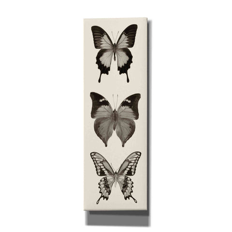 Image of 'Butterfly BW Panel I' by Debra Van Swearingen, Canvas Wall Art,12x36x1.74x0,20x60x1.74x0