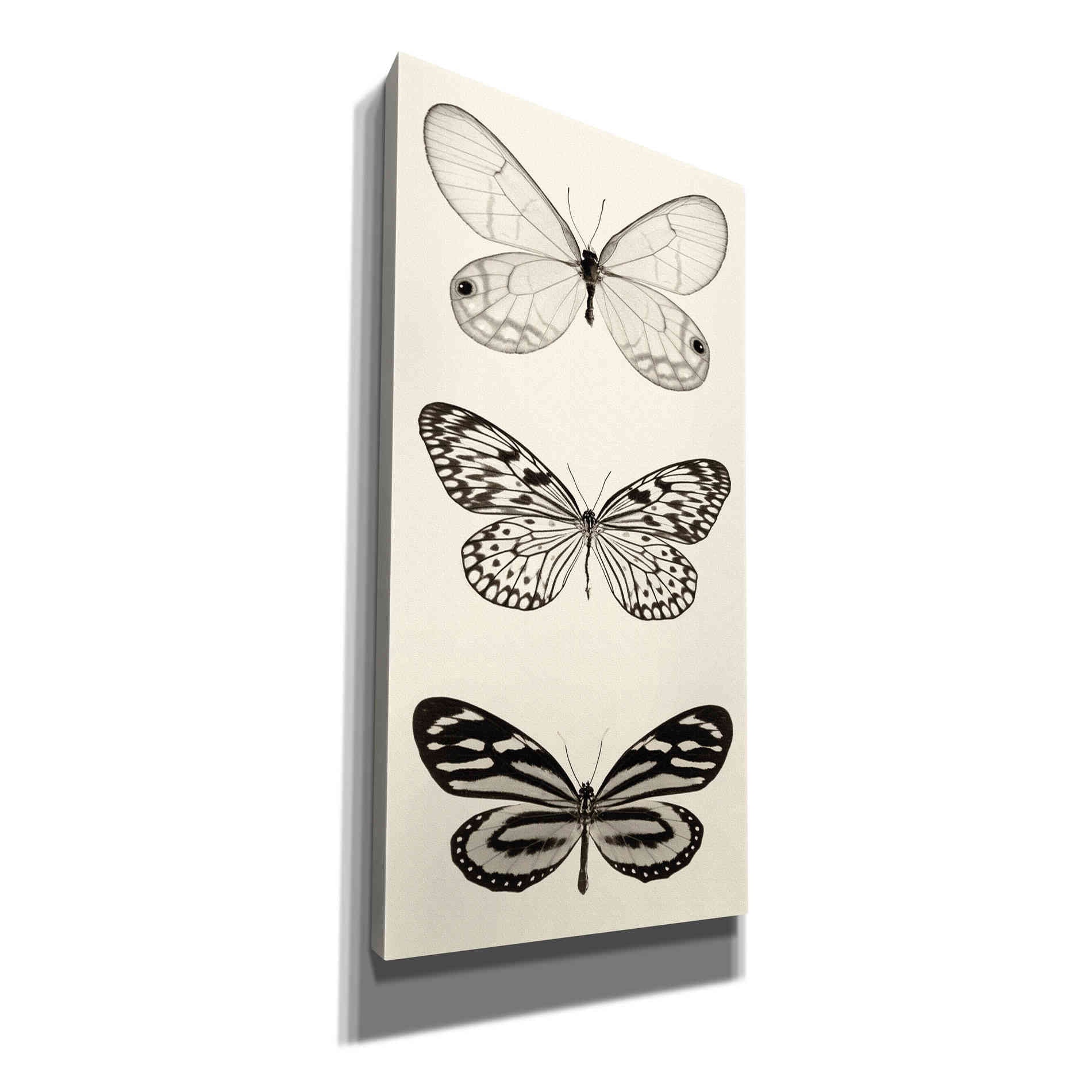 'Butterfly BW Panel II' by Debra Van Swearingen, Canvas Wall Art,12x24x1.1x0,20x40x1.74x0,30x60x1.74x0