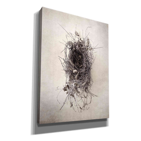 Image of 'Nest II' by Debra Van Swearingen, Canvas Wall Art,12x16x1.1x0,20x24x1.1x0,26x30x1.74x0,40x54x1.74x0