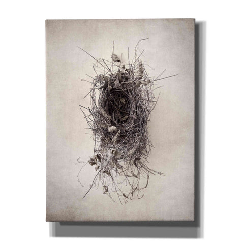 Image of 'Nest II' by Debra Van Swearingen, Canvas Wall Art,12x16x1.1x0,20x24x1.1x0,26x30x1.74x0,40x54x1.74x0