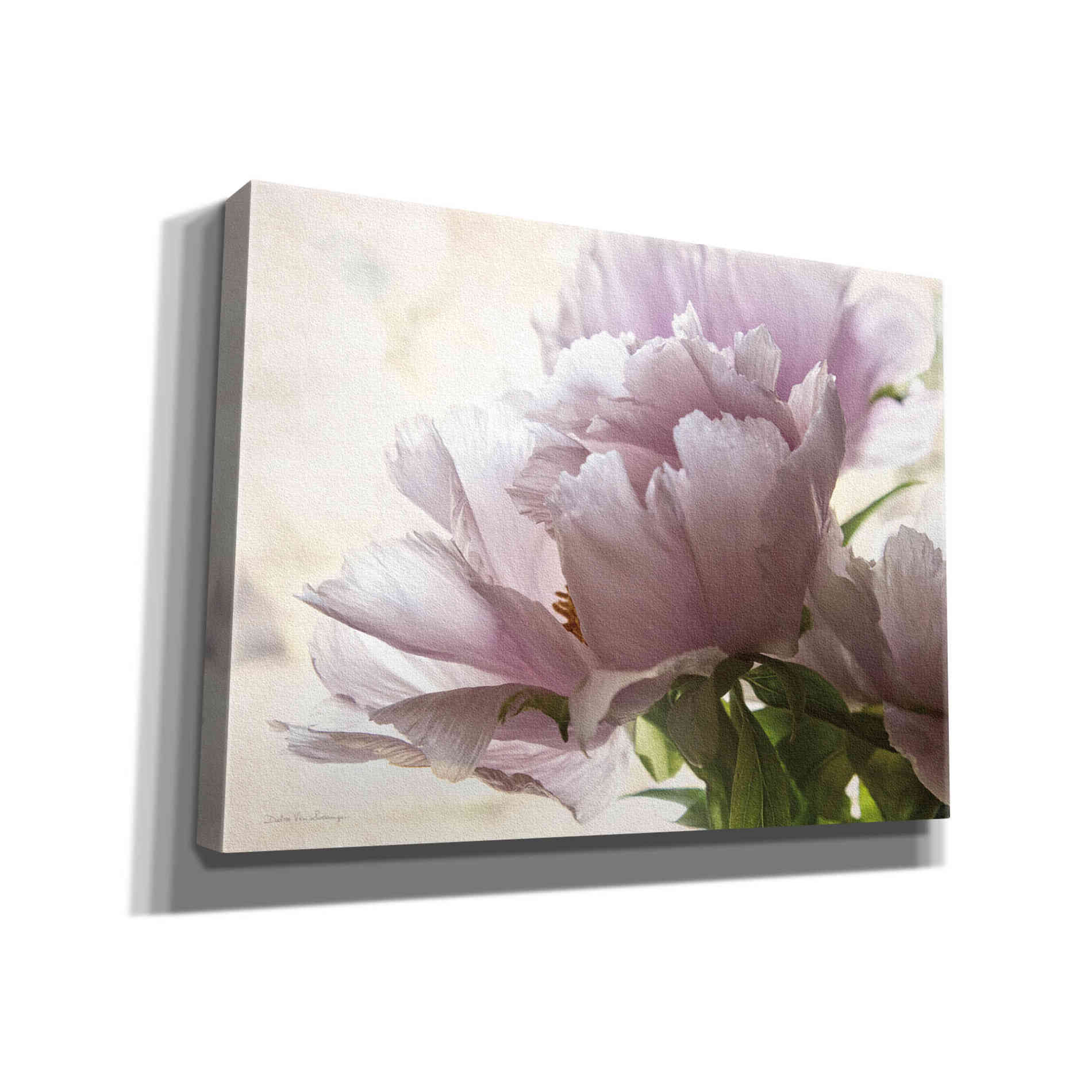 'Translucent Peony I' by Debra Van Swearingen, Canvas Wall Art,16x12x1.1x0,26x18x1.1x0,34x26x1.74x0,54x40x1.74x0