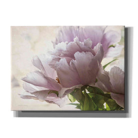'Translucent Peony I' by Debra Van Swearingen, Canvas Wall Art,16x12x1.1x0,26x18x1.1x0,34x26x1.74x0,54x40x1.74x0