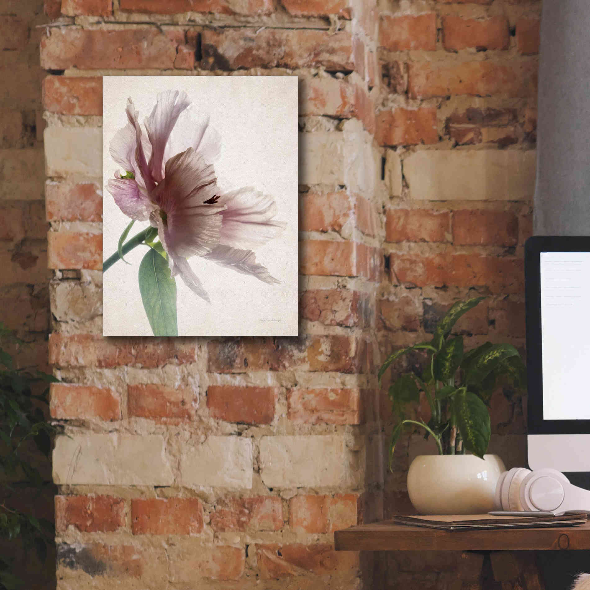 'Translucent Peony II' by Debra Van Swearingen, Canvas Wall Art,12 x 16