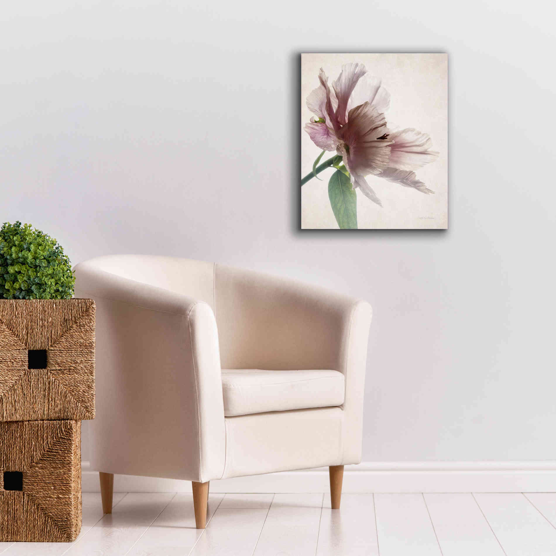 'Translucent Peony II' by Debra Van Swearingen, Canvas Wall Art,20 x 24